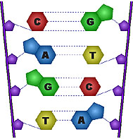 Base pairing in DNA
